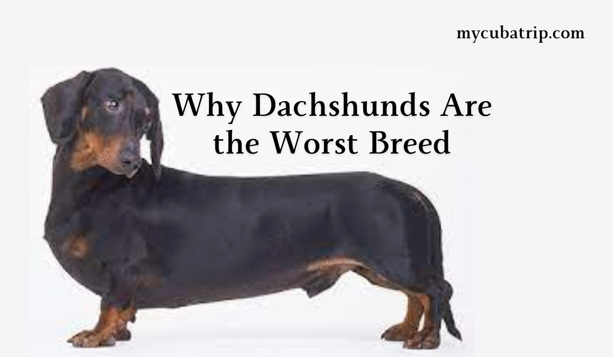 Why Dachshunds Are the Worst Breed